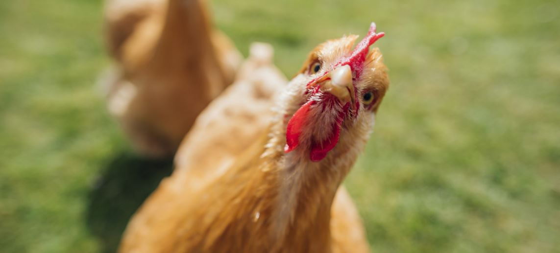 مرغ تخمگذار بومی چند سال عمر می کند - سپید طیور